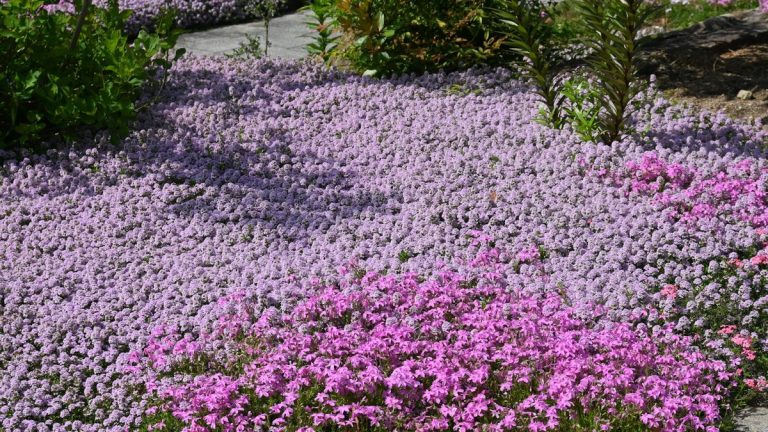 Plantes couvre-sol à croissance rapide – 12 idées pour une couverture colorée et rapide