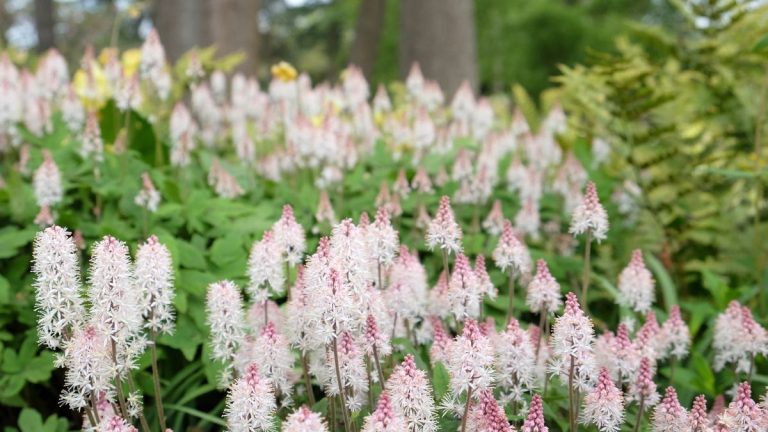 Meilleures plantes vivaces à l'ombre – 7 plantes parfaites pour ajouter du feuillage et des fleurs aux bordures plus sombres