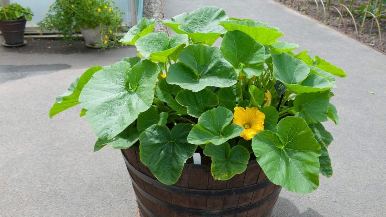 Peut-on cultiver des courges en pot ?  Les experts révèlent 6 conseils clés pour réussir à cultiver cette culture en pot