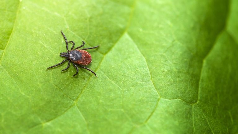 Meilleure façon de tuer les tiques dans votre jardin – Les experts partagent 5 méthodes pour prévenir une infestation