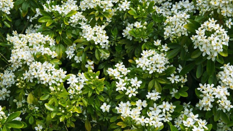Meilleures plantes de haie parfumées – 6 arbustes parfumés pour de belles bordures