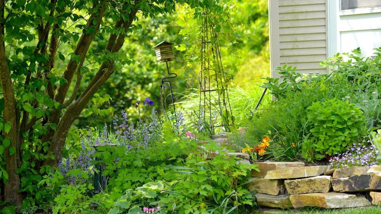 7 plantes à nourrir ce mois-ci – et le meilleur engrais à utiliser en mai