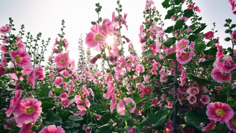 Les roses trémières fleurissent-elles la première année ?  Les experts révèlent tout – ainsi que des conseils pour obtenir une floraison précoce