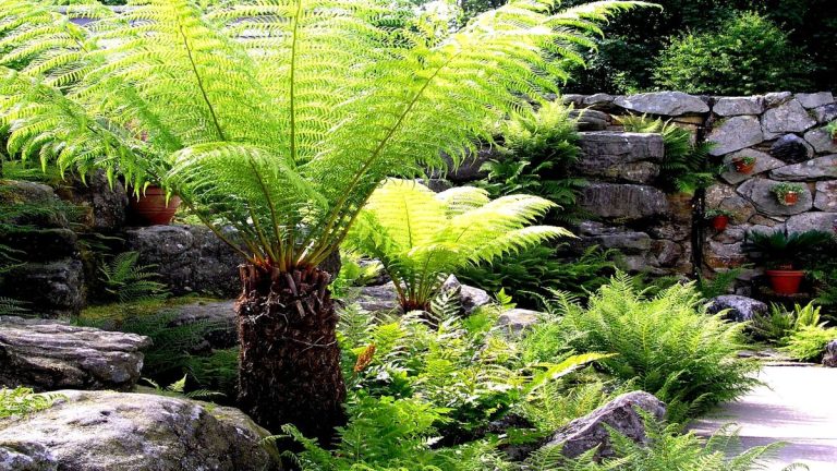 Meilleures fougères pour l’ombre – 8 frondes fascinantes à cultiver