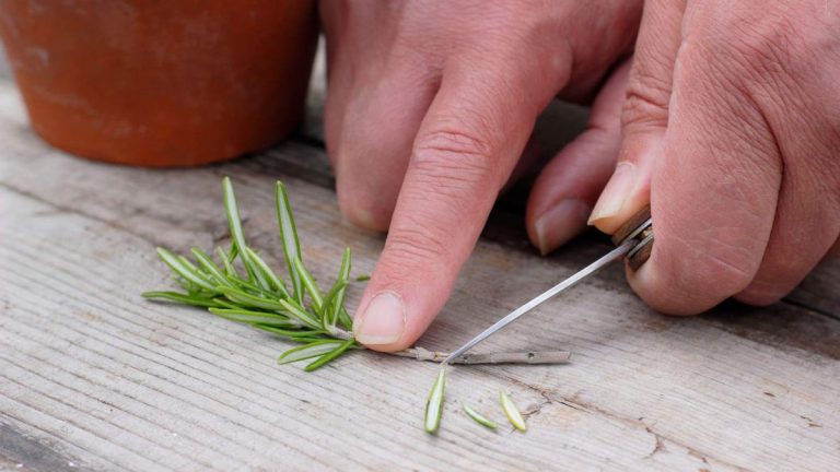 Plantes à bouturer en mai – faites de ce mois un mois productif en obtenant gratuitement de nombreuses nouvelles plantes