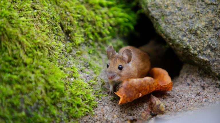 Meilleures plantes répulsives pour souris – 7 plantes pour dissuader naturellement ces rongeurs de votre jardin