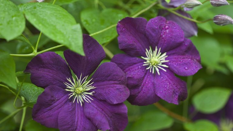 Comment propager des plants de clématites – conseils d’experts pour réussir des boutures de résineux