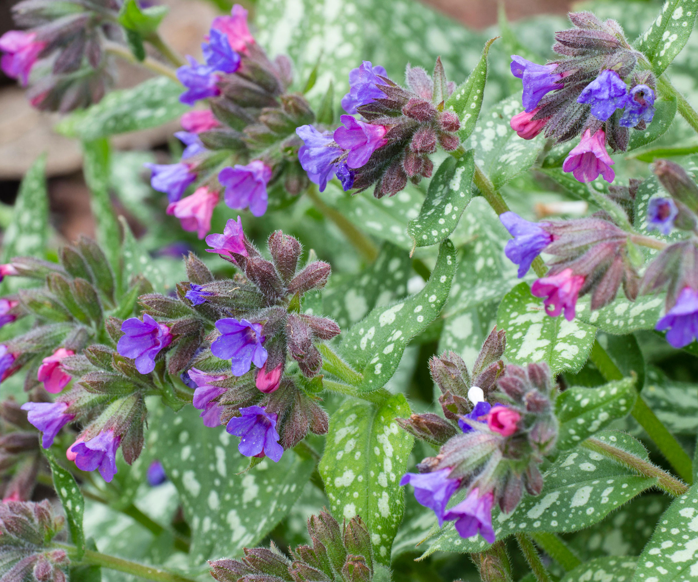fleurs violettes de pulmonaire