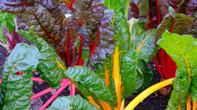 Comment et quand planter la bette à carde pour des récoltes toute l'année de feuilles et de tiges nutritives