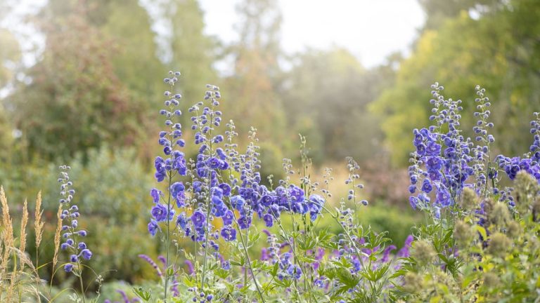 Comment prendre soin des plantes de delphinium – 3 conseils d'experts pour des fleurs durables