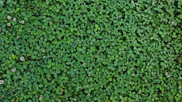 8 avantages inattendus de la culture du trèfle dans votre jardin