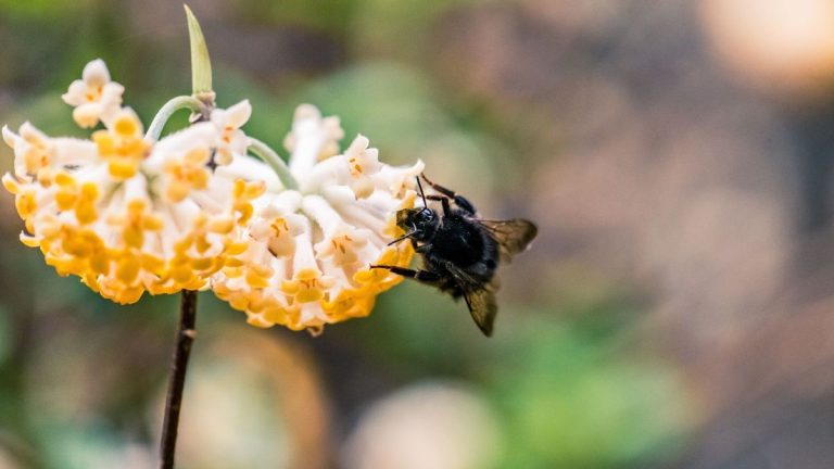 5 répulsifs naturels pour les abeilles charpentières – qui ne nuiront pas à votre maison ni à votre santé 5 répulsifs naturels pour les abeilles charpentières – qui ne nuiront pas à votre maison ni à votre santé