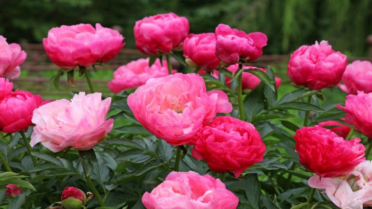 Ces erreurs de taille des pivoines peuvent ruiner vos plantes – voici comment les éviter