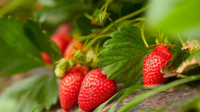 Plantes compagnes de fraises – que cultiver à côté de ces baies d’été pour des récoltes de fruits exceptionnelles