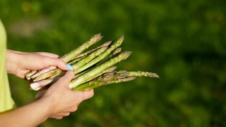Peut-on cultiver des asperges en pot ?  Oui, et voici 4 facteurs essentiels au succès