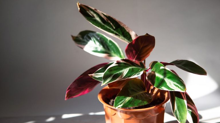 Comment prendre soin d’une stromanthe triostar – 3 conseils d’experts pour garder cette plante d’intérieur magnifiquement colorée heureuse