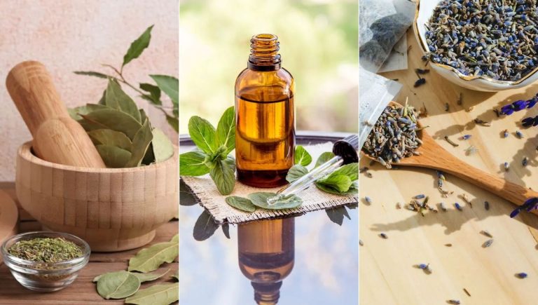 11 odeurs agréables que les nuisibles du jardin détestent – et comment les utiliser 11 odeurs agréables que les nuisibles du jardin détestent – et comment les utiliser