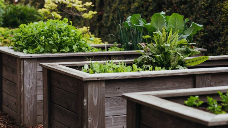 À quelle fréquence fertiliser un lit surélevé pour un sol sain et des plantes florissantes année après année