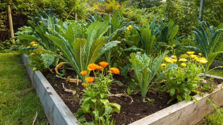 8 fleurs exceptionnelles à planter dans un potager pour dissuader les nuisibles – et lesquelles repoussent-elles 8 fleurs exceptionnelles à planter dans un potager pour dissuader les nuisibles – et lesquelles repoussent-elles