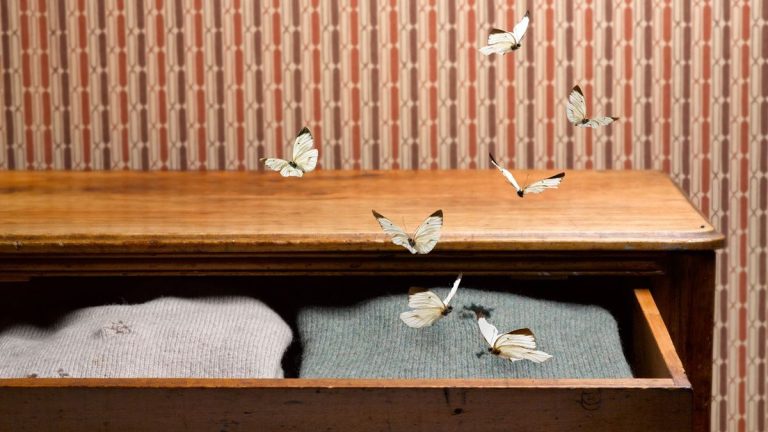 7 signes indiquant que vous avez des mites dans votre maison – et que faire pour éviter les dommages 7 signes indiquant que vous avez des mites dans votre maison – et que faire pour éviter les dommages