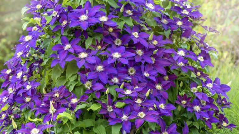 Comment et quand fertiliser les plants de clématites – pour une profusion de fleurs colorées Comment et quand fertiliser les plants de clématites – pour une profusion de fleurs colorées