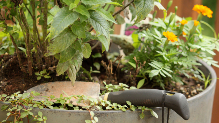 5 conseils pour le jardinage en lasagnes en conteneurs – pour faire pousser des cultures réussies dans de petits espaces 5 conseils pour le jardinage en lasagnes en conteneurs – pour faire pousser des cultures réussies dans de petits espaces