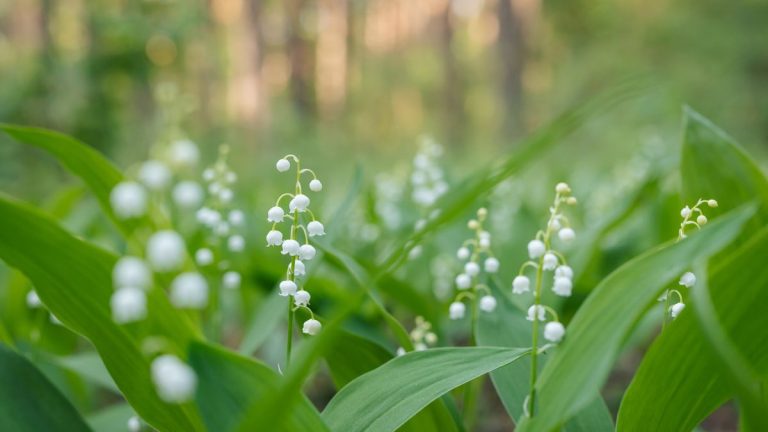 Comment faire pousser du muguet – pour une plante vivace vigoureuse à mi-ombre