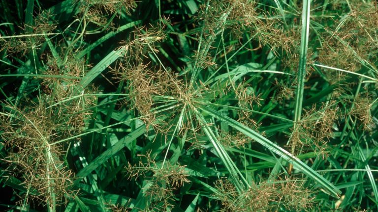 Comment se débarrasser définitivement du souchet comestible – cette mauvaise herbe vivace « agressive » pourrait être la raison pour laquelle vous détestez votre pelouse