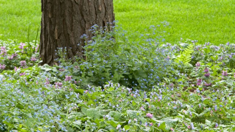 Meilleures plantes couvre-sol pour l’ombre – 5 plantes qui prospèrent dans les endroits plus sombres