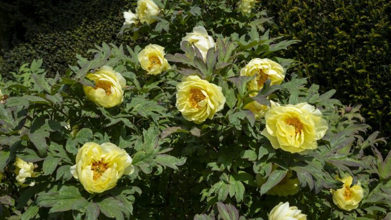 Comment faire pousser une pivoine arbustive – l’arbuste à fleurs avec de grandes fleurs spectaculaires