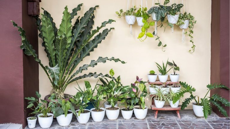 Les experts en plantes nous encouragent à déplacer les plantes d’intérieur à l’extérieur cet été – découvrez pourquoi les vôtres peuvent bénéficier d’un peu d’air frais