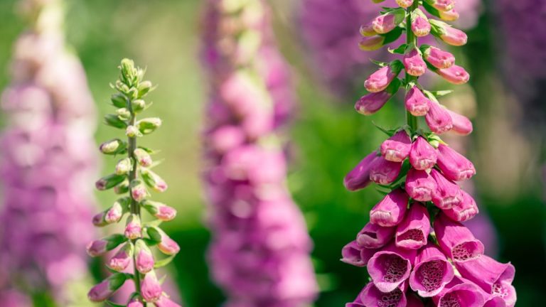 Que faire des digitales une fois leur floraison terminée – conseils d’un jardinier professionnel