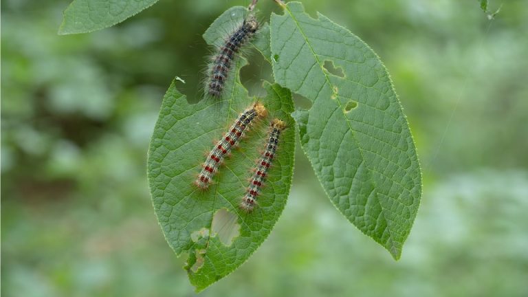 Comment se débarrasser des chenilles de la spongieuse – 5 façons d’éloigner ces parasites de vos plantes