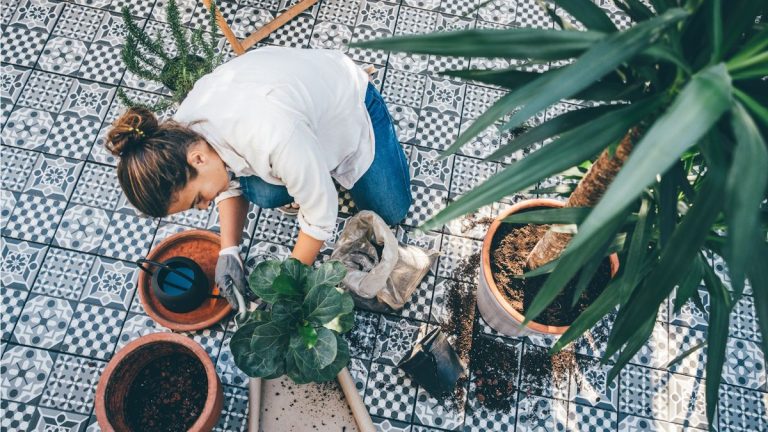 Comment prévenir les parasites lorsque vous ramenez des plantes d'intérieur à l'intérieur – conseils d'experts pour protéger vos plantes d'intérieur