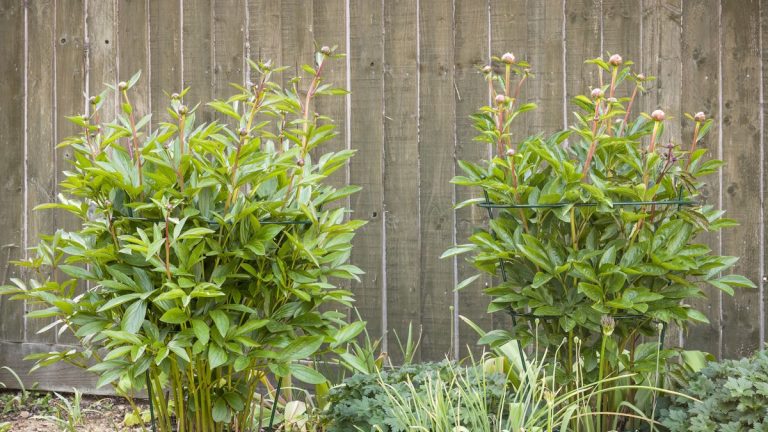 Comment soutenir les pivoines – et empêcher ces magnifiques fleurs de jardin de s’effondrer