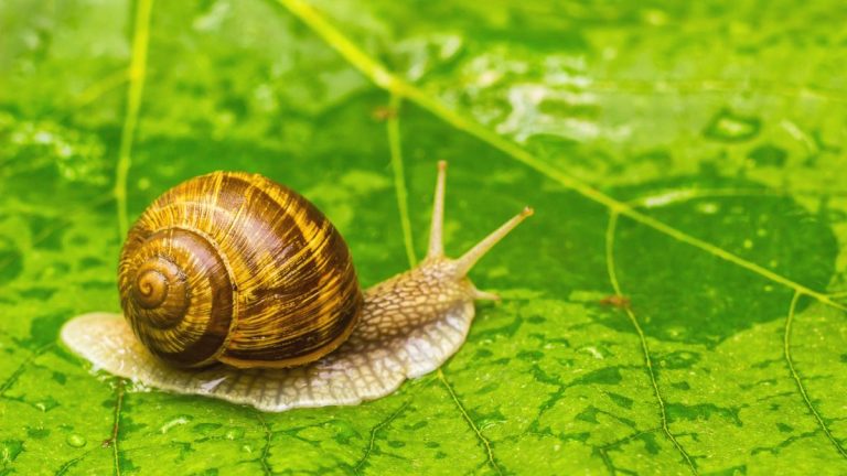 Meilleures plantes répulsives contre les escargots – 5 plantes pour dissuader naturellement ces mangeurs de feuilles de votre jardin
