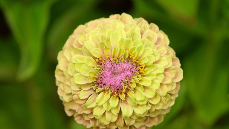Je suis un jardinier professionnel, et voici les variétés de zinnia lumineuses et brillantes que vous devriez cultiver cette année