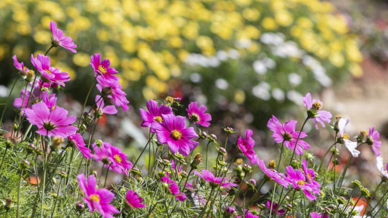 Que sont les fleurs coupées et revenues ? Conseils d'un jardinier professionnel sur les plantes à floraison remontante Que sont les fleurs coupées et revenues ? Conseils d'un jardinier professionnel sur les plantes à floraison remontante