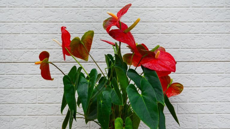 Comment fertiliser les anthuriums – et quand le faire pour des fleurs glorieuses qui durent plus longtemps Comment fertiliser les anthuriums – et quand le faire pour des fleurs glorieuses qui durent plus longtemps