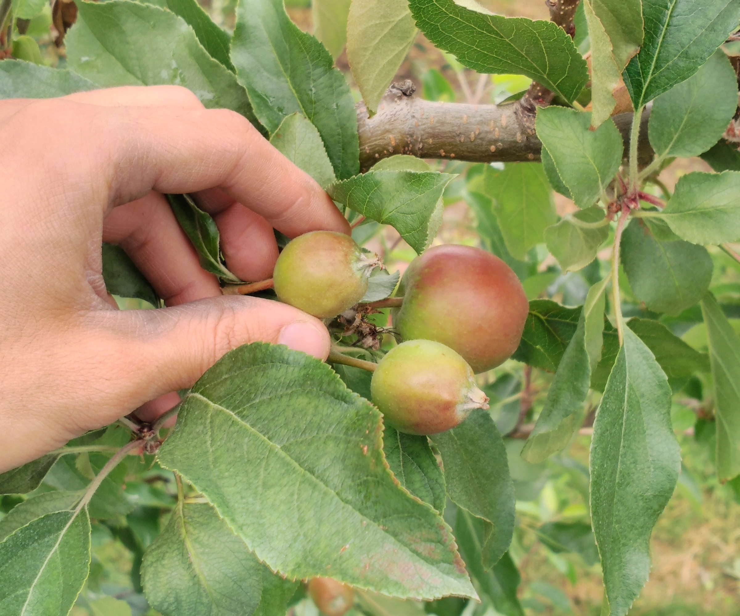 Éclaircir les pommes au début de l'été