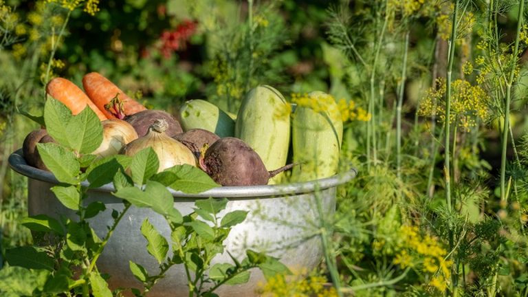 7 légumes à planter en juin – avec des conseils d'experts sur comment et quand semer les graines 7 légumes à planter en juin – avec des conseils d'experts sur comment et quand semer les graines