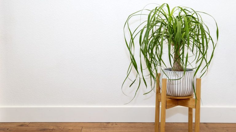 Comment prendre soin d’un palmier à queue de cheval – 3 conseils d’experts pour cet arbre d’intérieur unique Comment prendre soin d’un palmier à queue de cheval – 3 conseils d’experts pour cet arbre d’intérieur unique