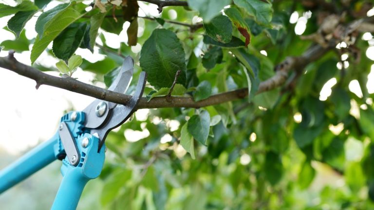 7 plantes à tailler en juin – tailler ces arbres, arbustes et grimpantes ce mois-ci garantira le développement de vos plantes 7 plantes à tailler en juin – tailler ces arbres, arbustes et grimpantes ce mois-ci garantira le développement de vos plantes