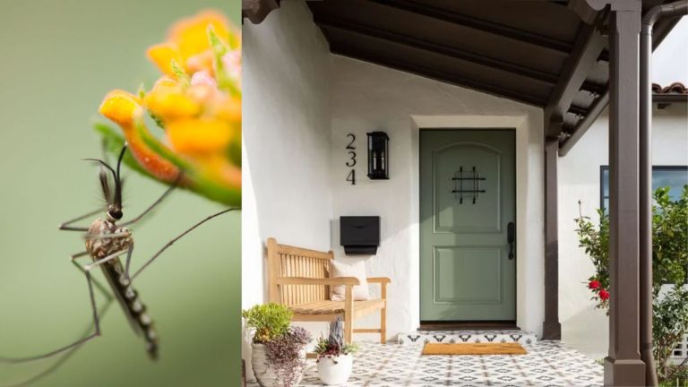 5 façons simples d’éloigner les moustiques de la porte d’entrée – les meilleurs conseils d’experts en lutte antiparasitaire 5 façons simples d’éloigner les moustiques de la porte d’entrée – les meilleurs conseils d’experts en lutte antiparasitaire