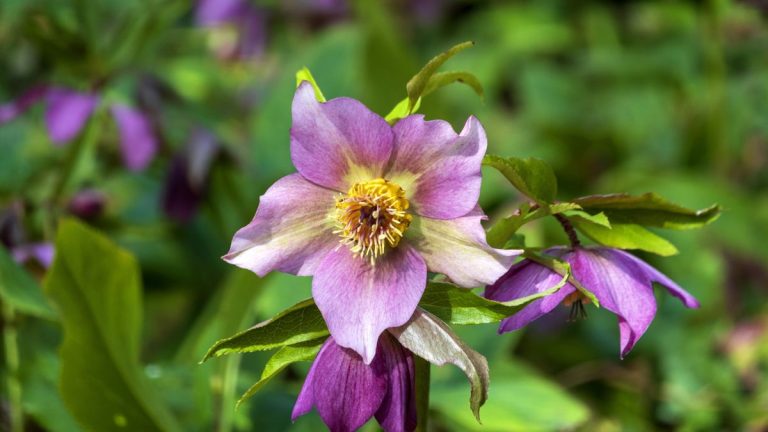 Comment et quand fertiliser les hellébores – pour des plantes saines et une meilleure floraison Comment et quand fertiliser les hellébores – pour des plantes saines et une meilleure floraison