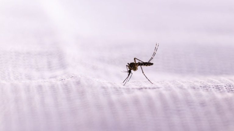 Les feuilles assouplissantes repoussent-elles les moustiques ? Les experts se demandent si cette méthode populaire de lutte antiparasitaire est efficace Les feuilles assouplissantes repoussent-elles les moustiques ? Les experts se demandent si cette méthode populaire de lutte antiparasitaire est efficace