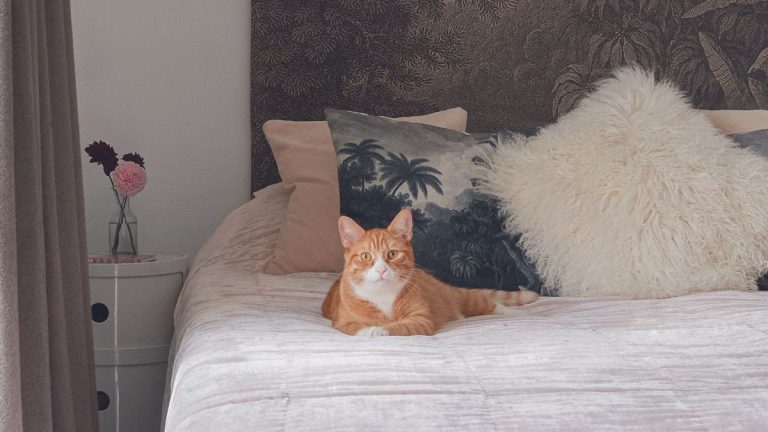 Je respecte 7 règles d'or pour garder ma maison propre malgré les efforts de mon chat pour me contrecarrer Je respecte 7 règles d'or pour garder ma maison propre malgré les efforts de mon chat pour me contrecarrer