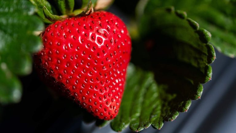 Comment faire pousser des fraises plus grosses – 5 éléments importants pour obtenir des fruits gros et juteux Comment faire pousser des fraises plus grosses – 5 éléments importants pour obtenir des fruits gros et juteux