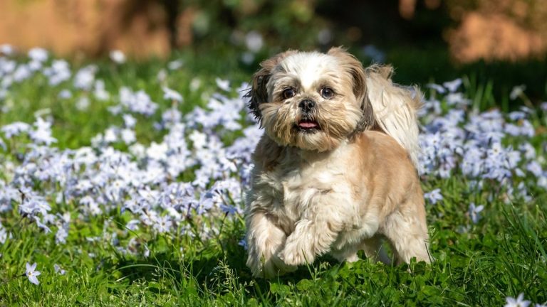 Meilleures plantes couvre-sol respectueuses des animaux – 5 plantes non toxiques qui n'hésitent pas à être piétinées Meilleures plantes couvre-sol respectueuses des animaux – 5 plantes non toxiques qui n'hésitent pas à être piétinées
