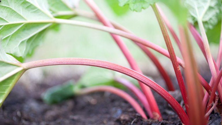 5 erreurs courantes liées à la rhubarbe – et comment les éviter 5 erreurs courantes liées à la rhubarbe – et comment les éviter